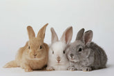 Small Pets Health & Grooming